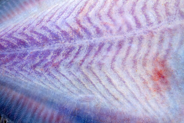 Black Sea turbot demersal fish. Azov subspecies of flounder Scophthalmus maeoticus torosus adapted...