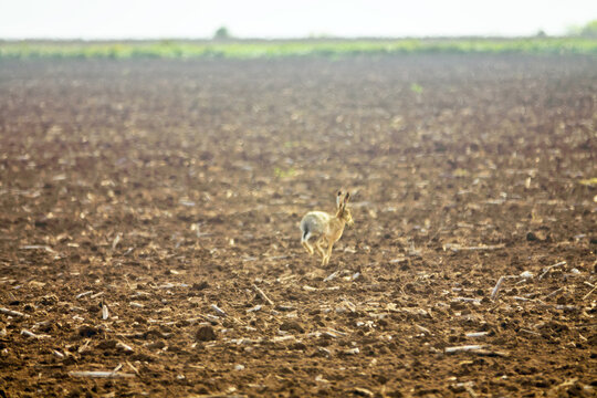 European hare jumping in the haze of a plowed field