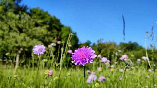 flei&szlig;ige Biene auf violetter Bl&uuml;te in Zeitlupe &ndash; faszinierende Naturdetails und sanfte Bewegungen f&uuml;r eindrucksvolle Makroaufnahmen und authentische Umweltdesigns
