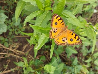 Common buckeye butterfly (Junonia coenia) on leaf in outdoor garden 