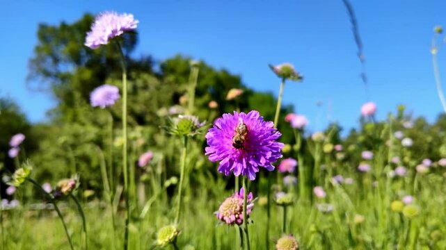 flei&szlig;ige Biene auf violetter Bl&uuml;te in Zeitlupe &ndash; faszinierende Naturdetails und sanfte Bewegungen f&uuml;r eindrucksvolle Makroaufnahmen und authentische Umweltdesigns
