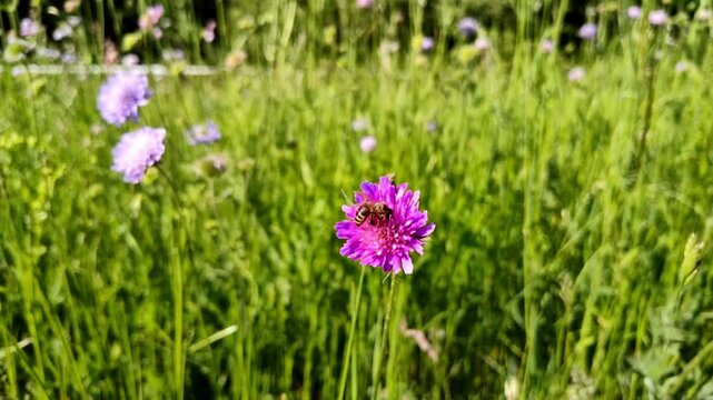flei&szlig;ige Biene auf violetter Bl&uuml;te in Zeitlupe &ndash; faszinierende Naturdetails und sanfte Bewegungen f&uuml;r eindrucksvolle Makroaufnahmen und authentische Umweltdesigns

