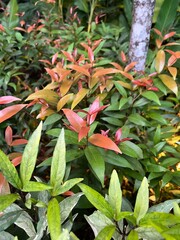 Green and red leaves in the middle of nature