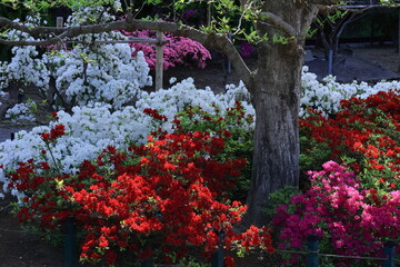 咲き誇る情熱の花
