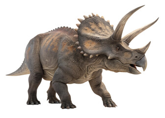 Obraz premium a Triceratops isolated on a transparent background, isolated on a white background, 3D render style