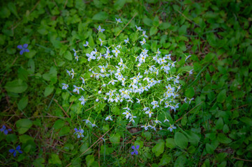 Close-up of a delicate patch of Bluets grow in a backyard during springtime on midcoast Maine.