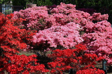咲き誇る情熱の花