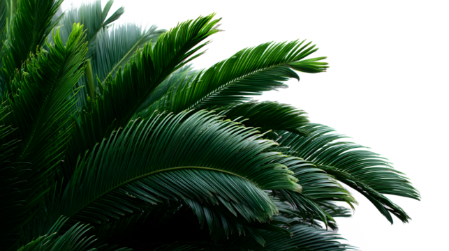 Close up of vibrant green sago palm fronds isolated on transparent background for design use