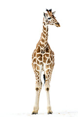 Obraz premium Giraffe standing tall isolated on white background, showcasing its unique spotted pattern and elegant features in a natural pose