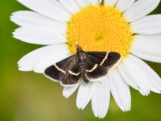Pyrausta cingulata