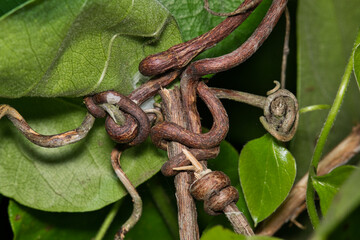 Tangled vines intertwined plant stems grapevine garden nature botany.
