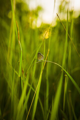 Butterfly on the grass