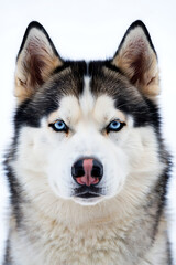 Obraz premium Majestic siberian husky portrait with piercing blue eyes isolated on white background showcasing its beautiful fur and striking features