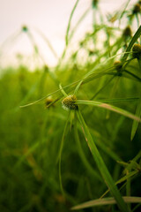 dragonfly on grass