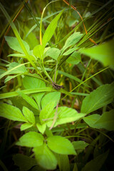 green leaf in the forest