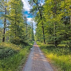 Forest trail with dog under green trees