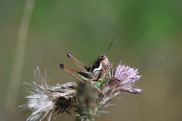 Grasshopper cricket insect at spring macro photography