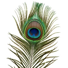 Fototapeta premium Vibrant peacock feather isolated on white background showing intricate details