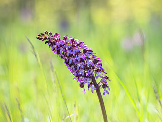 Orchis purpurea