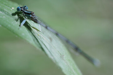 Dragonfly insect at spring macro photography