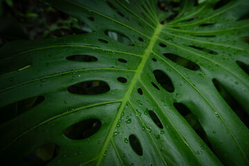 Green monstera thai constellation leaf plant