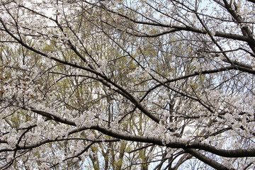 Cherry tree with white blossoms in a natural forest background. Trees with fresh green leaves in spring.