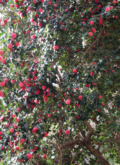 Camellia tree with green leaves and pink flowers blooming in a sunny day background.
