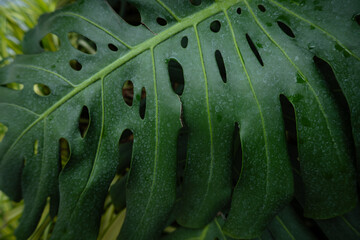 Green monstera thai constellation leaf plant
