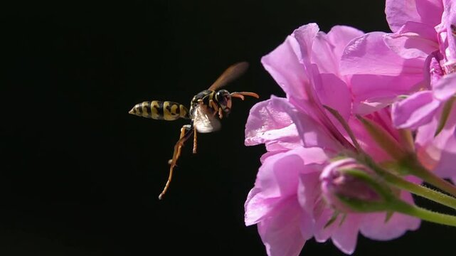 Bee wasp landing on pink flower. Rose flower. Black background