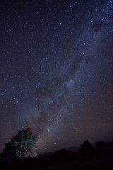 Un arbol y de fondo la via lactea desde el Desierto de Atacama, Chile