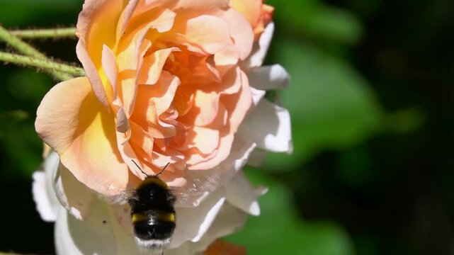 Bee bumblebee landing on Rose flower. Orange rose flower.

