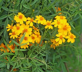 Yellow Lemmon's marigold flowers growing in a garden. Tagetes lemmonii
