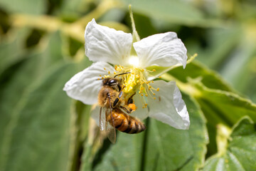 Honey Bee Collecting Nectar from White Flower Stamen