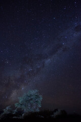 Un arbol y de fondo la via lactea desde el Desierto de Atacama, Chile