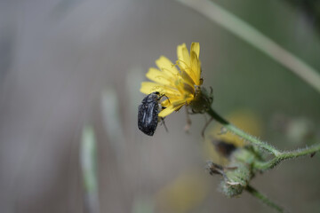 Beetles in the forest macro photography