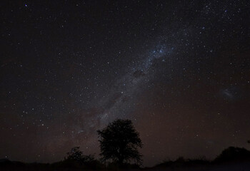 Un arbol y de fondo la via lactea desde el Desierto de Atacama, Chile