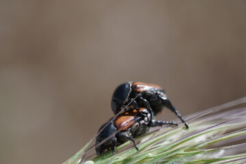 Beetles at breeding season in the forest macro photography
