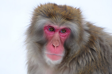 Naklejka premium Japanese macaque monkey with reddish face fur and brown eyes isolated on white background looking directly at the viewer in a close up portrait