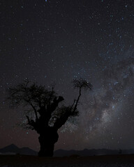Un arbol y de fondo la via lactea desde el Desierto de Atacama, Chile