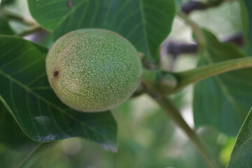 Nuts green and fresh on mother plant tree