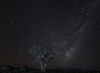 Un arbol y de fondo la via lactea desde el Desierto de Atacama, Chile