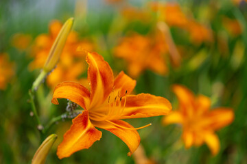 Fototapeta premium オレンジのヘメロカリス