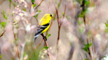 A yellow and black bird is perched on a branch