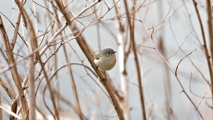 A small bird is perched on a branch in a tree