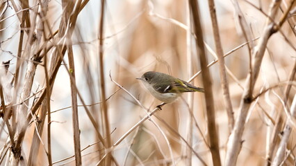 A small bird is perched on a branch in a field of dry grass