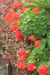 Red Geranium plant in flower