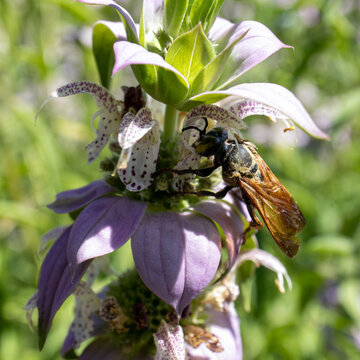 Large Bee Pollinating Spotted Horsemint Flower