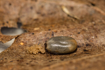 Black-legged Tick Laying Eggs - Ixodes scapularis