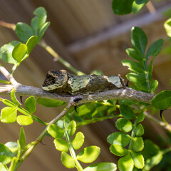 Giant Swallowtail Caterpillar on Citrus Tree Branch