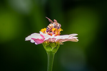Honey Bee Gathering Pollen on Pink Zinnia Bloom